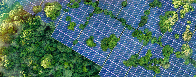 Painéis solares cobertos por plantas.